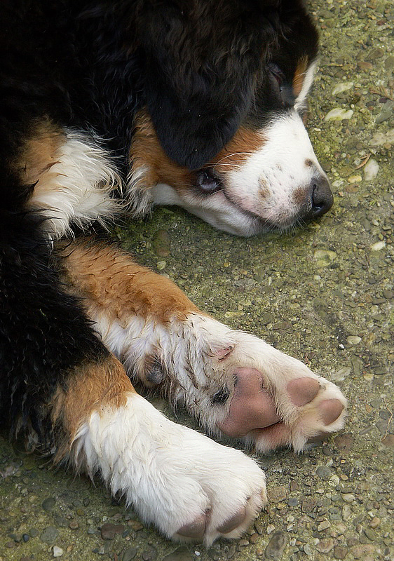 Anton PICT0842_Bildgröße ändern.jpg - Schlaf der Gerechten